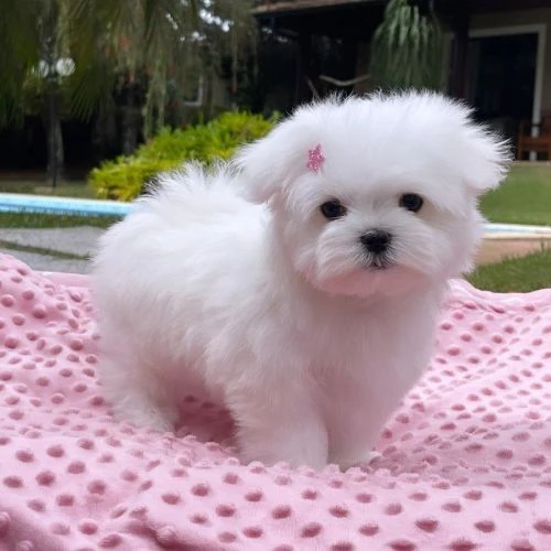 cuccioli di maltese