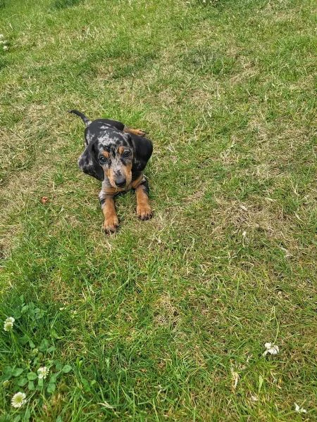 cucciolo di bassotto nano