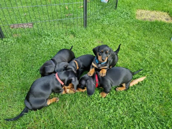 cuccioli di bassotto tedesco