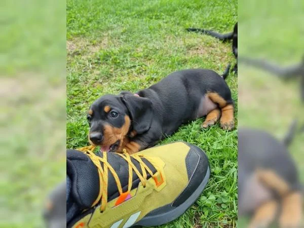 cuccioli di bassotto tedesco | Foto 2