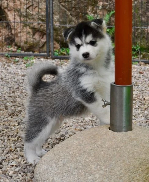 cuccioli di siberian husky con pedigree enci | Foto 2