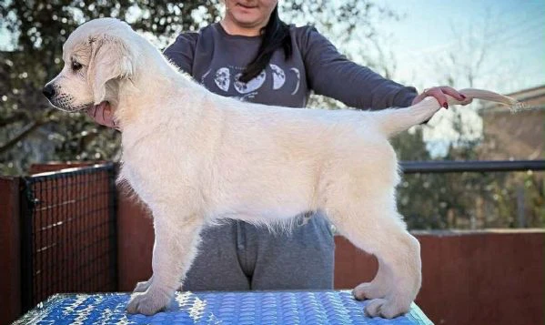 golden retriever – bellissimi cuccioli | Foto 0