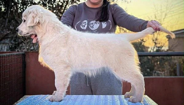 golden retriever – bellissimi cuccioli