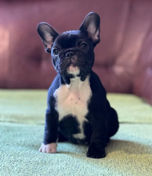 cuccioli di bulldog francese | Foto 6