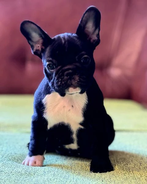 cuccioli di bulldog francese | Foto 5