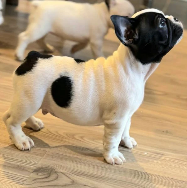 cuccioli di bulldog francese | Foto 4