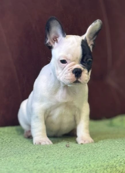 cuccioli di bulldog francese | Foto 2
