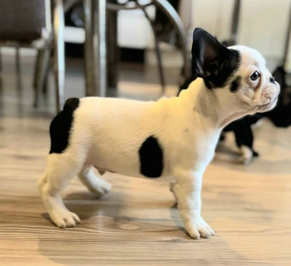 cuccioli di bulldog francese | Foto 1
