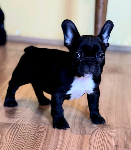 cuccioli di bulldog francese | Foto 0