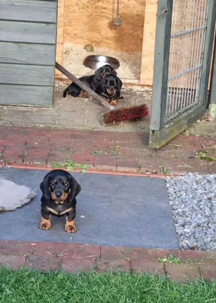 il bassotto nano a pelo duro emil è alla ricerca delle sue persone preferite. | Foto 0