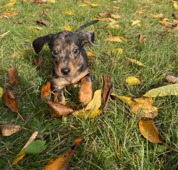 meravigliosi cuccioli di bassotto nano | Foto 0