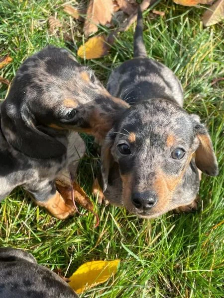 meravigliosi cuccioli di bassotto nano