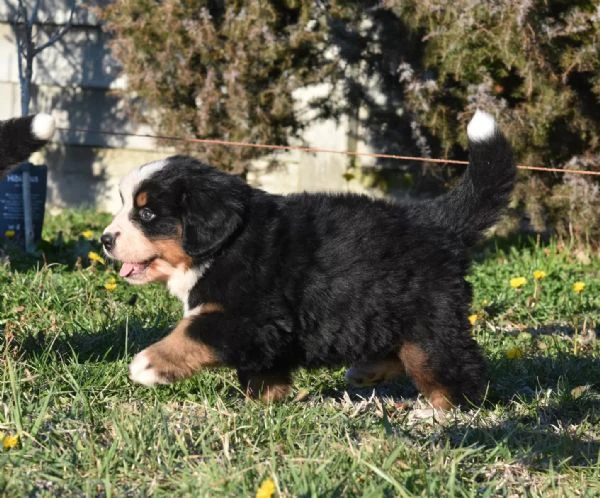 meravigliosi cuccioli di bovaro del bernese | Foto 1