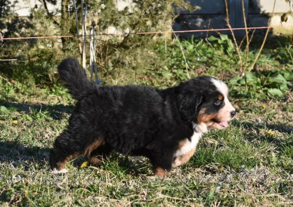 meravigliosi cuccioli di bovaro del bernese | Foto 0