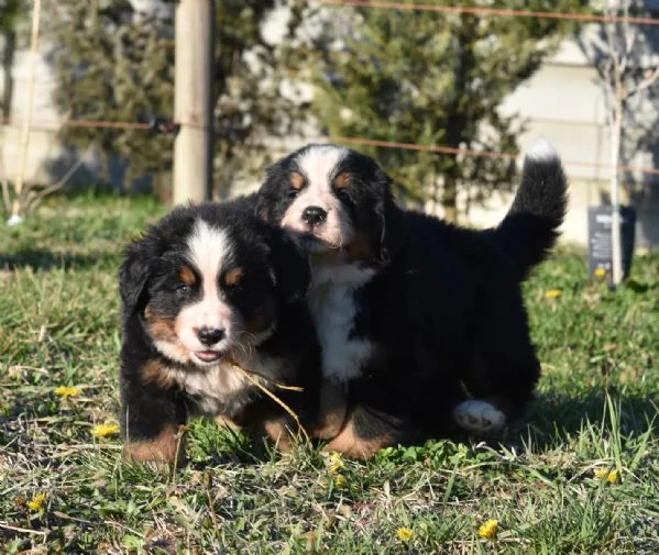 meravigliosi cuccioli di bovaro del bernese