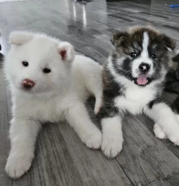 bellissimi cuccioli di akita inu