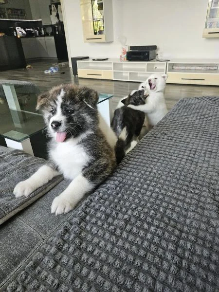 bellissimi cuccioli di akita inu | Foto 1