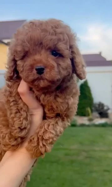 cuccioli barboncino piccolo albicocca, 2 mesi compiuti | Foto 1