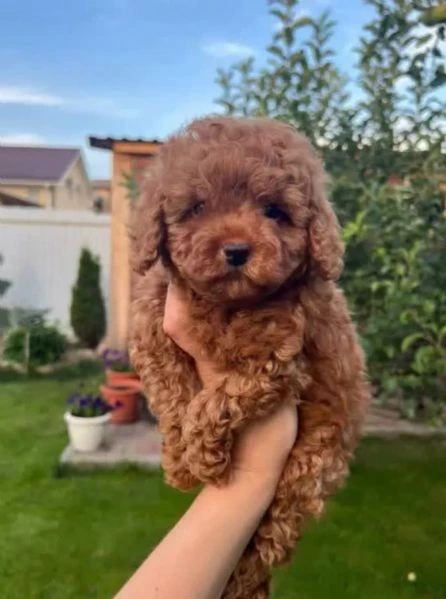 cuccioli barboncino piccolo albicocca, 2 mesi compiuti | Foto 0