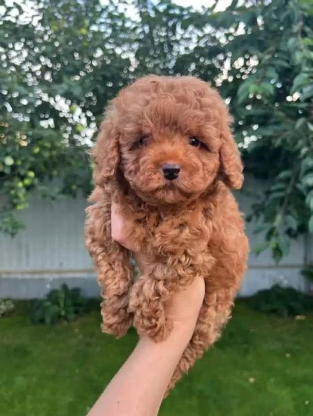cuccioli barboncino piccolo albicocca, 2 mesi compiuti