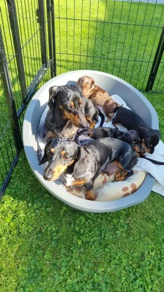 bellissimi cuccioli di bassotto subito disponibili | Foto 1