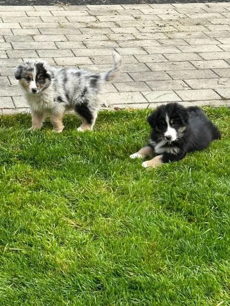 cuccioli australian shepherd con certificato | Foto 2