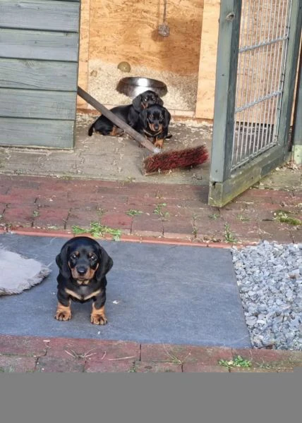 cuccioli di bassotto nano colore nero focato | Foto 3