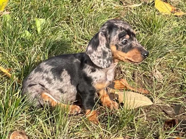 cuccioli di bassotto nano colore nero focato | Foto 0