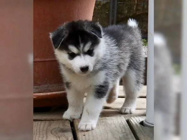 cucciolata husky siberiani figli di campionessa