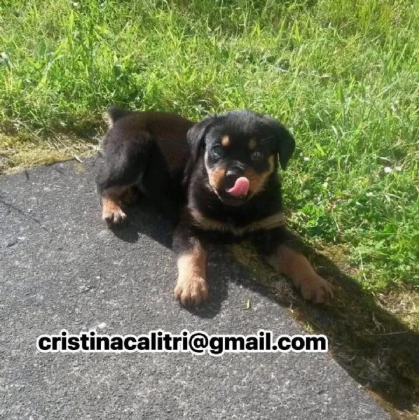 cucciolo di rottweiler disponibile per adozione,