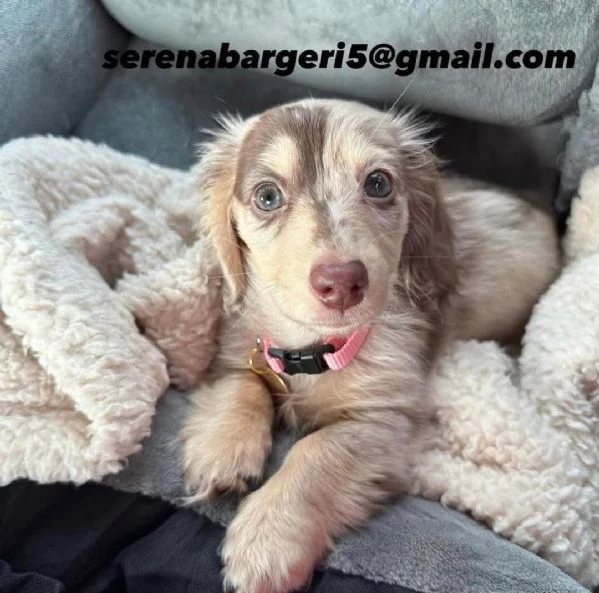 disponibile cucciolo di bassotto per adozione