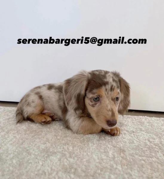 disponibile cucciolo di bassotto per adozione..