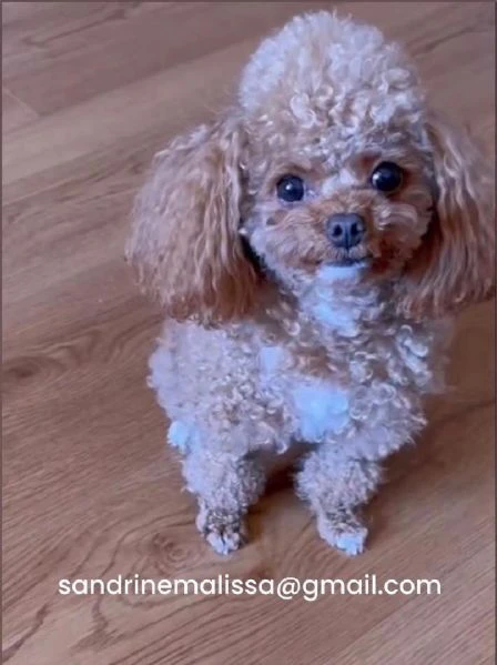 barboncino toy mochi disponibile per l'adozione | Foto 2