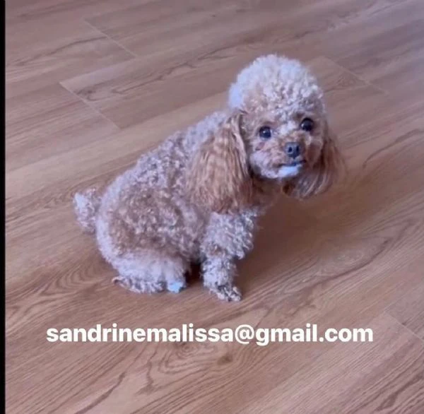 barboncino toy mochi disponibile per l'adozione | Foto 0