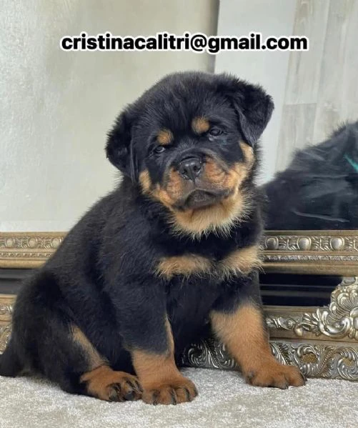cucciolo di rottweiler disponibile per adozione.,