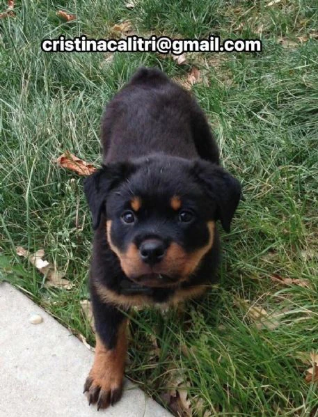 cucciolo di rottweiler disponibile per adozione,..
