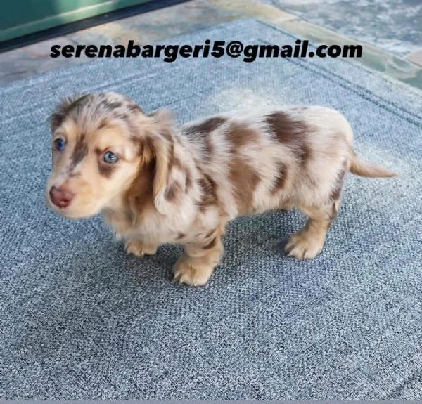 disponibile cucciolo di bassotto per adozione!