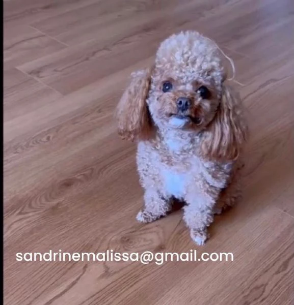 barboncino toy mochi disponibile per l'adozione | Foto 2