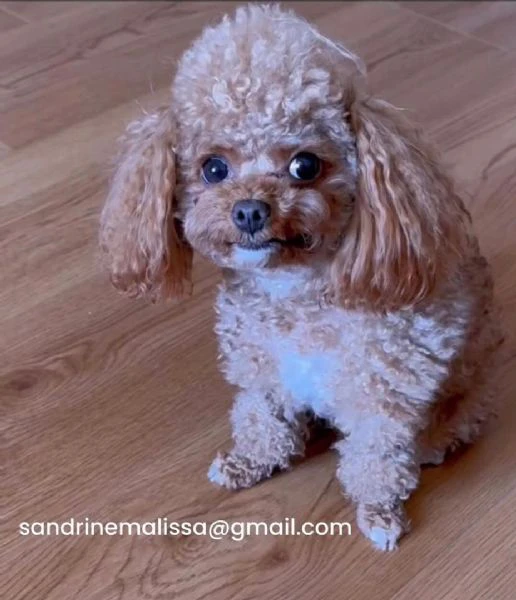 barboncino toy mochi disponibile per l'adozione