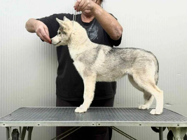 siberian husky – cucciola femmina | Foto 0