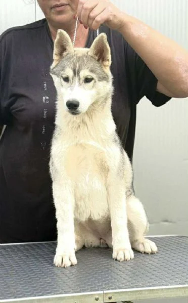 siberian husky – cucciola femmina
