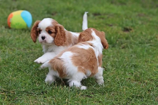 cavalier king charles spaniel cuccioli disponibili | Foto 1