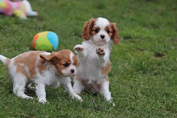disponibili cuccioli di cavalier king charles spaniel, maschi e femmine | Foto 0