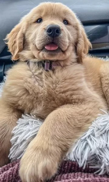 cuccioli di golden retriver | Foto 2
