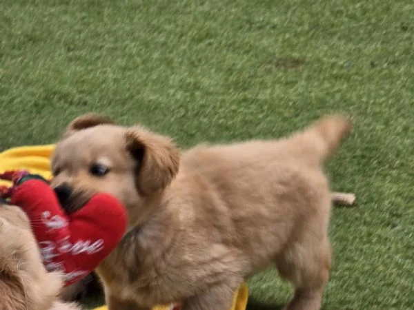 cuccioli di golden retriver | Foto 1