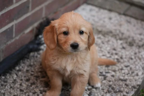 cuccioli di golden retriver | Foto 0
