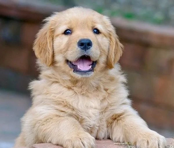cuccioli di golden retriver