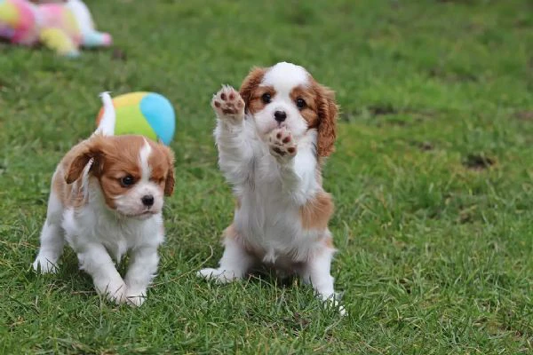 cavalier king charles spaniel cuccioli disponibili