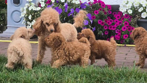  cuccioli di barboncino red nano disponibili | Foto 0