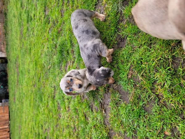 cuccioli di bassotti kaninchen maschi femmine | Foto 1